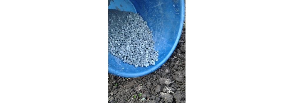 Piselli pronti per la semina, dopo averli inumiditi con acqua e microrganismi e impanati con farina di roccia e polvere di ceramica! 