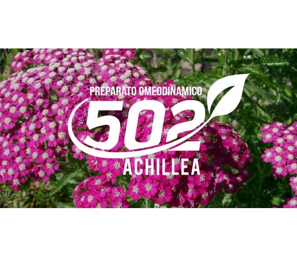 Achillea 502