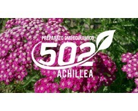 BioDR Achillea 502